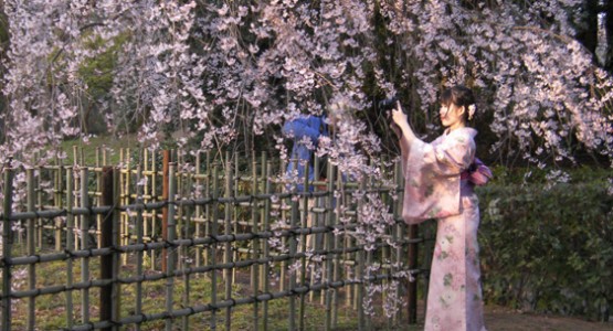 Cherry blossom season: Kyoto Imperial Park